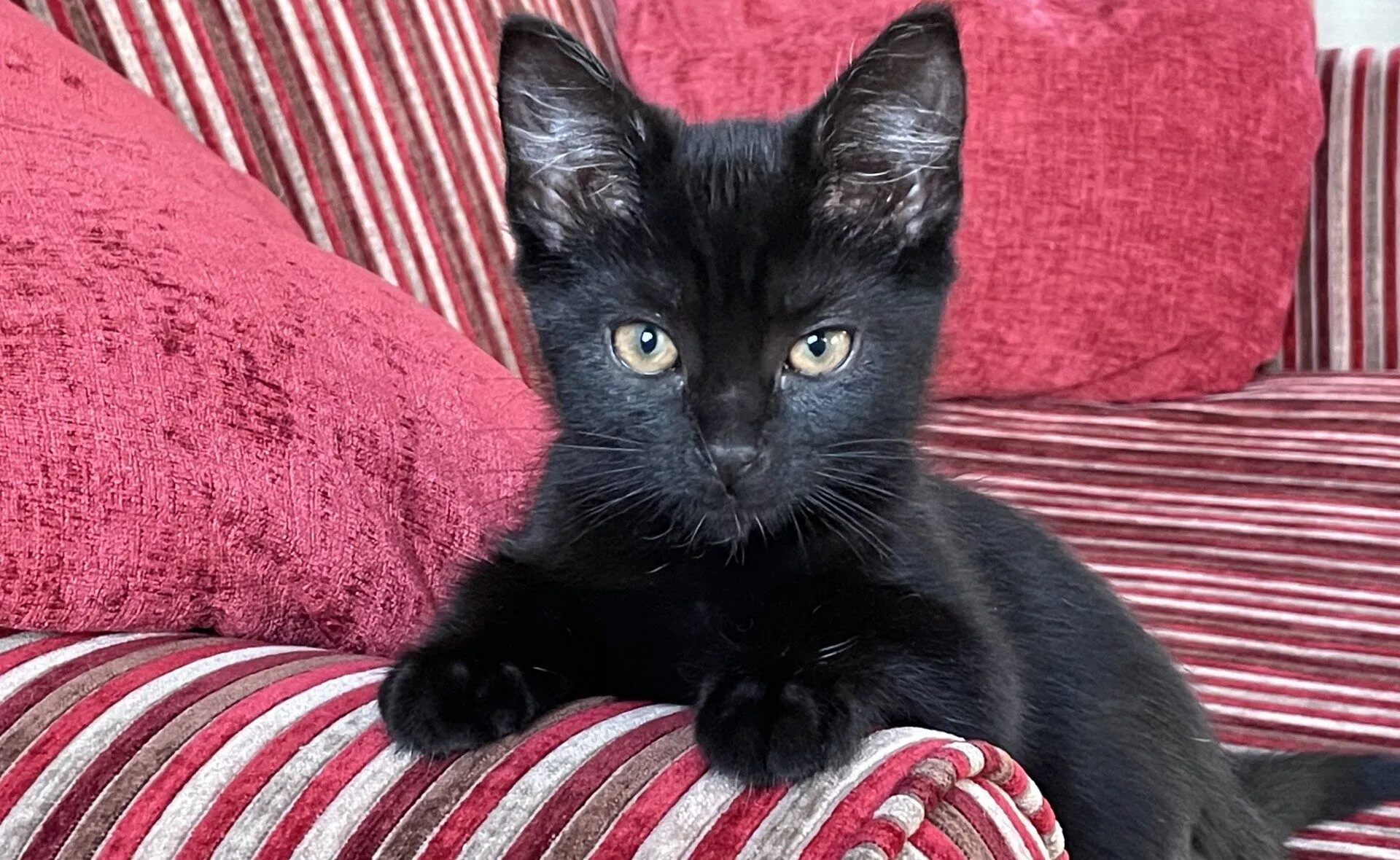 A black kitten with yellow eyes lies on a red and white striped sofa with matching red cushions, looking directly at the camera.