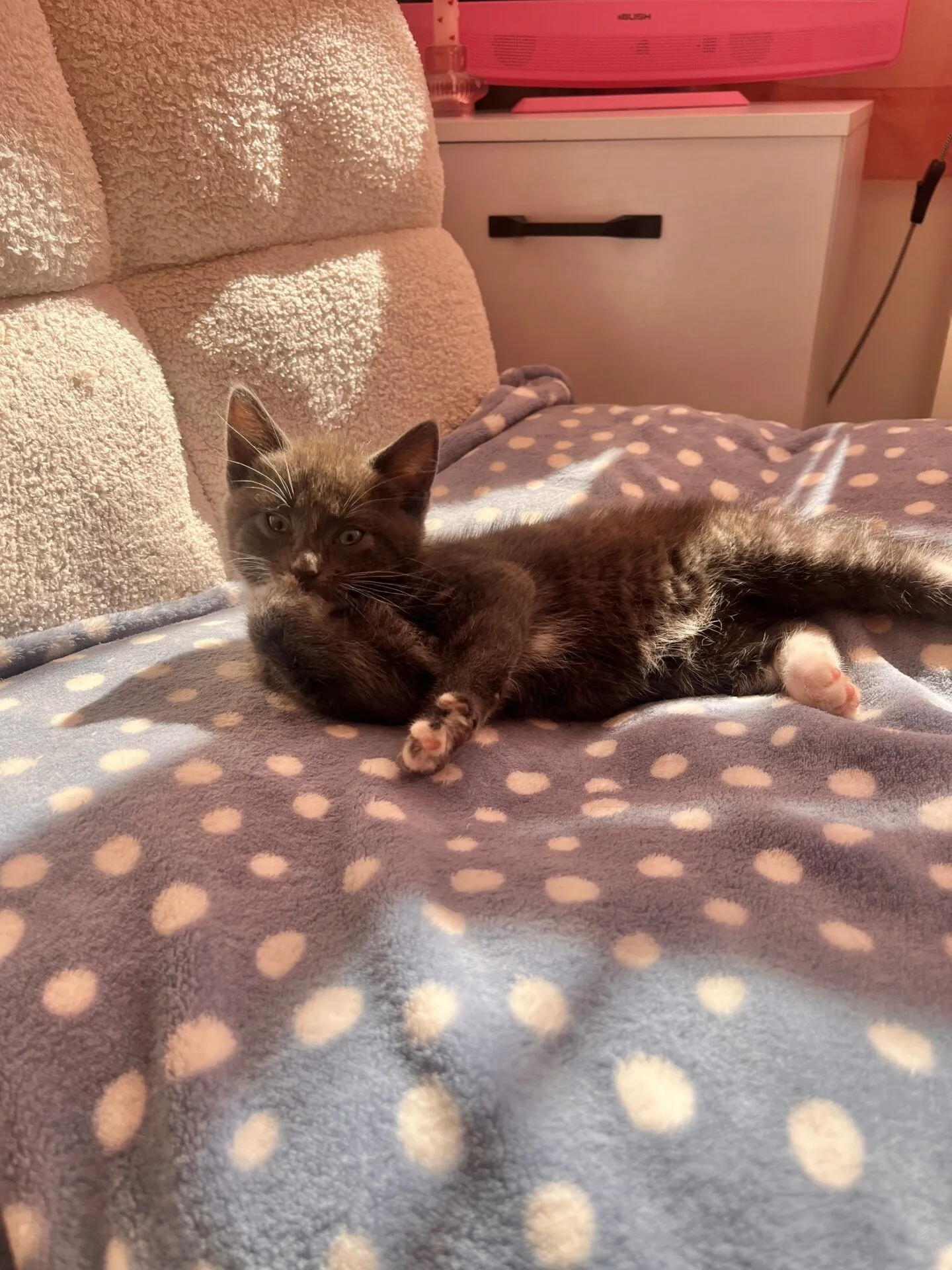 A small grey kitten with white paws lounges on a blue and white polka dot blanket, basking in sunlight on a cosy bed next to a fuzzy pillow and white chest of drawers.
