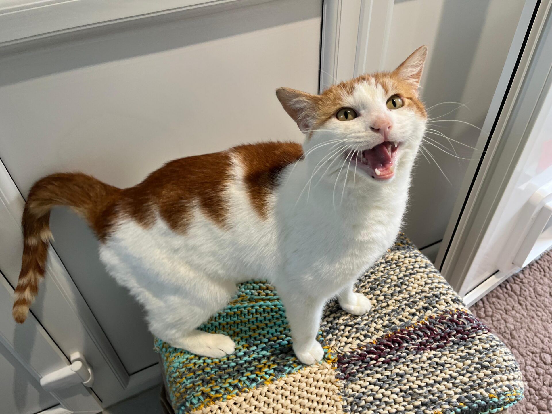 A white and orange cat stands on a woven stool indoors, looking up with its mouth open as if miaowing. The background shows a door and a soft, pink rug.
