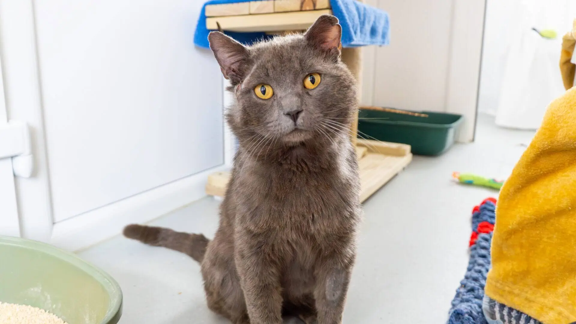 A grey cat with yellow eyes sits on a light-coloured floor in a bright room, looking up. Cat toys, a scratching post, and a litter tray are visible in the background.