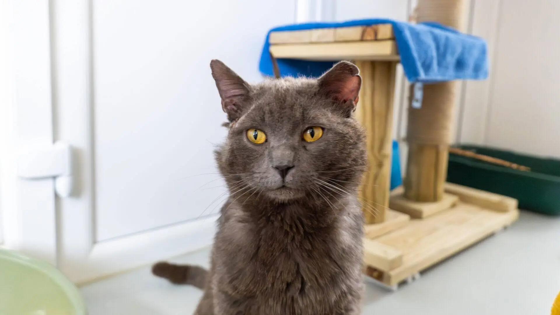 A grey cat with yellow eyes sits indoors, looking slightly to the side. A cat tree with a blue blanket and a green litter tray are visible in the background.