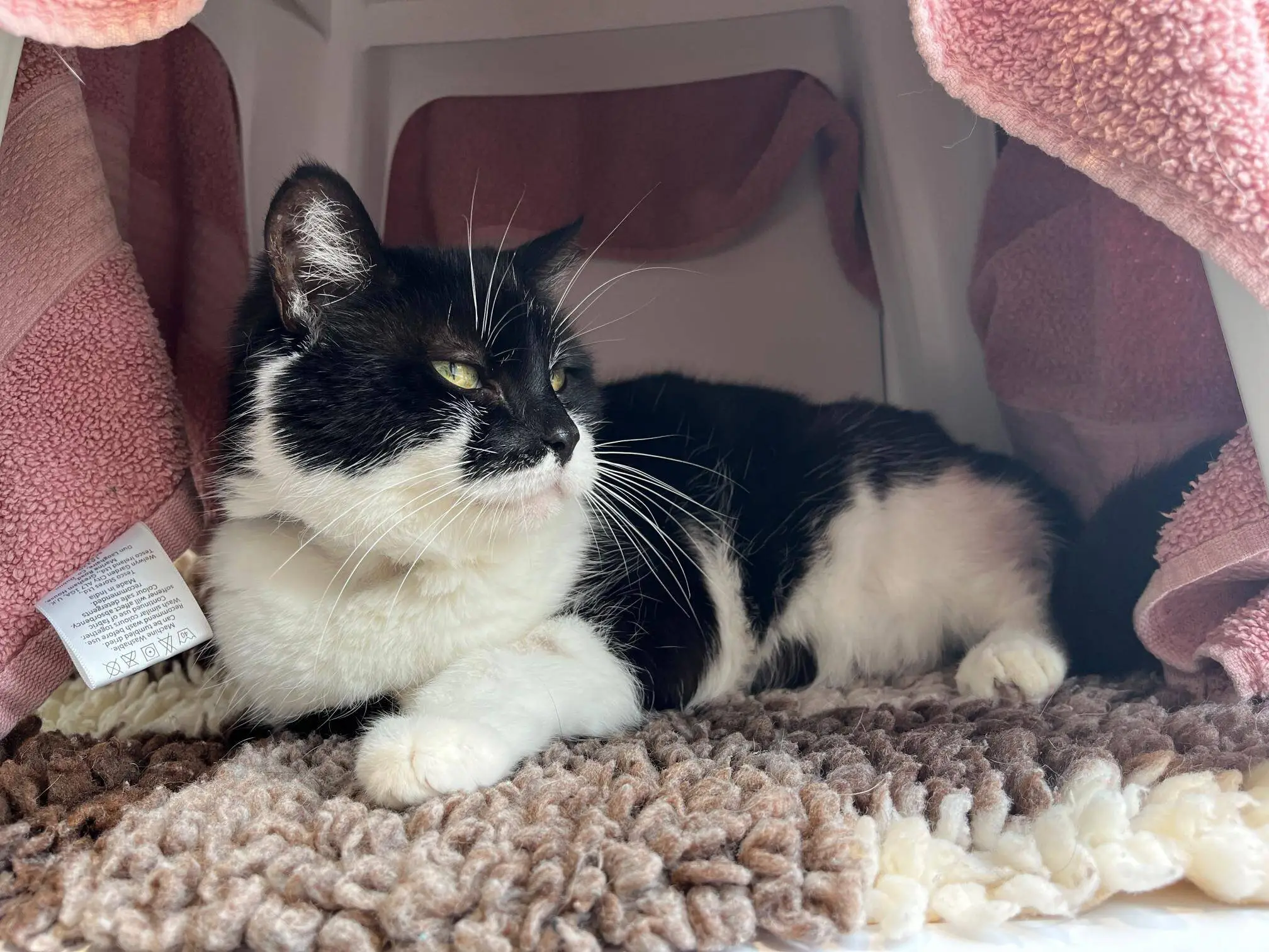 A black and white cat with green eyes lies on a textured brown mat inside a cosy space lined with pink towels, looking relaxed and comfortable.