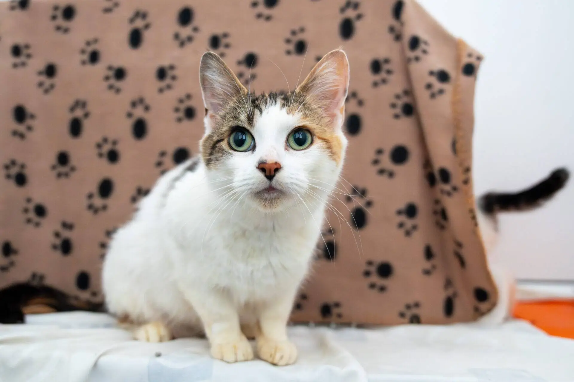 A white and brown tabby cat with green eyes sits on a light-coloured surface, staring at the camera. Behind the cat is a beige blanket with black paw prints. The cat’s tail is visible, curving to the right.