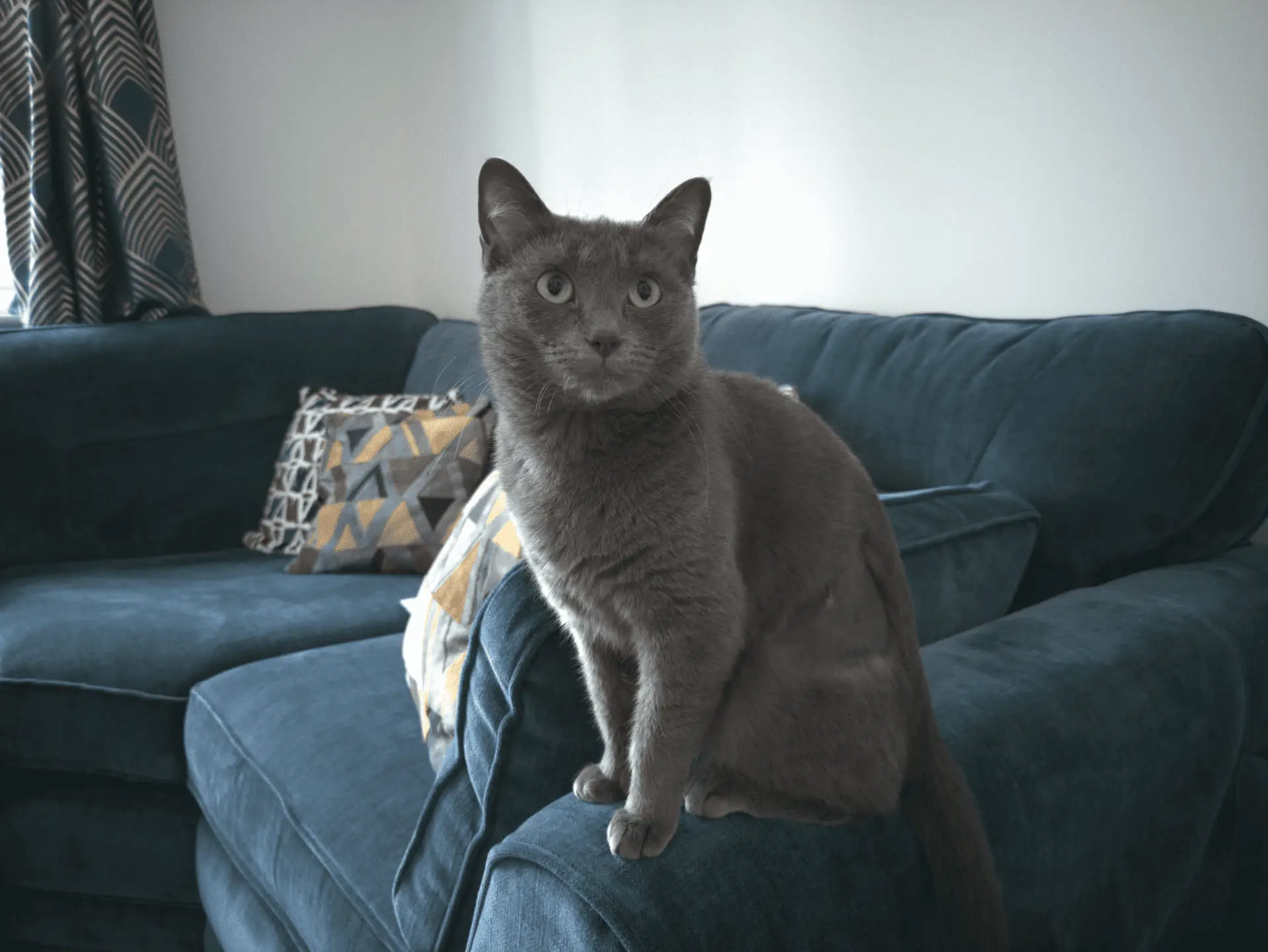 A grey cat with green eyes sits alertly on the arm of a teal sofa, with patterned cushions and a curtain visible in the background.