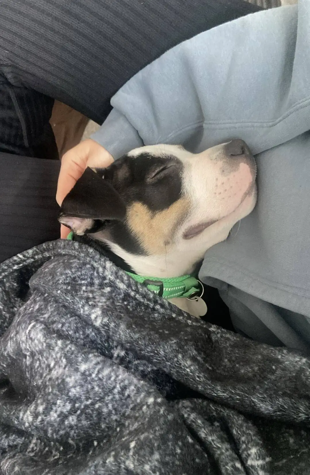 A small black, white, and tan Staffordshire bull terrier puppy wearing a green collar sleeps peacefully, snuggled up under a blanket with its head resting on someone's lap.