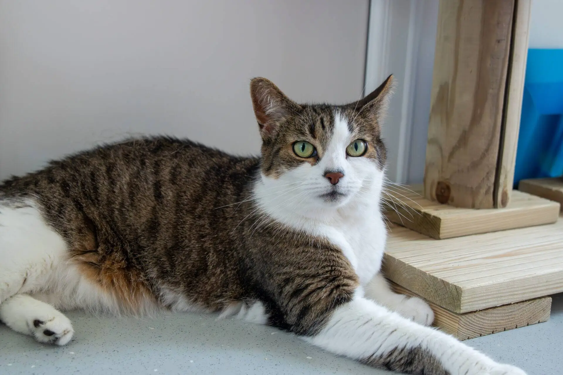 A tabby and white cat with green eyes lies on a light-coloured floor near a wooden cat tree, looking directly at the camera with a relaxed expression.