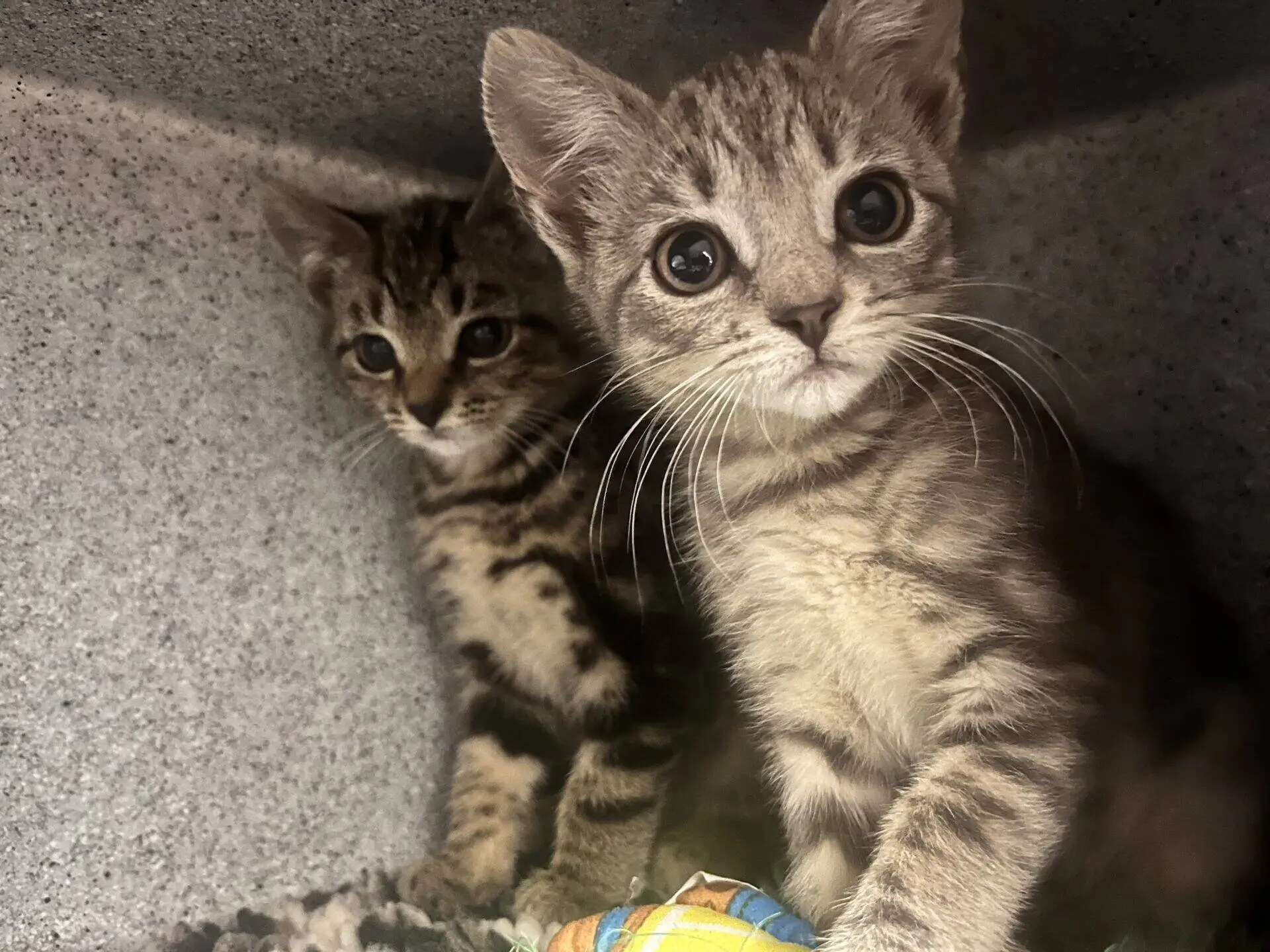 Two tabby kittens are sitting together in a cosy, grey enclosure. One kitten is in the foreground looking wide-eyed at the camera, while the other sits slightly behind, partially in shadow. A colourful toy is in front of them.