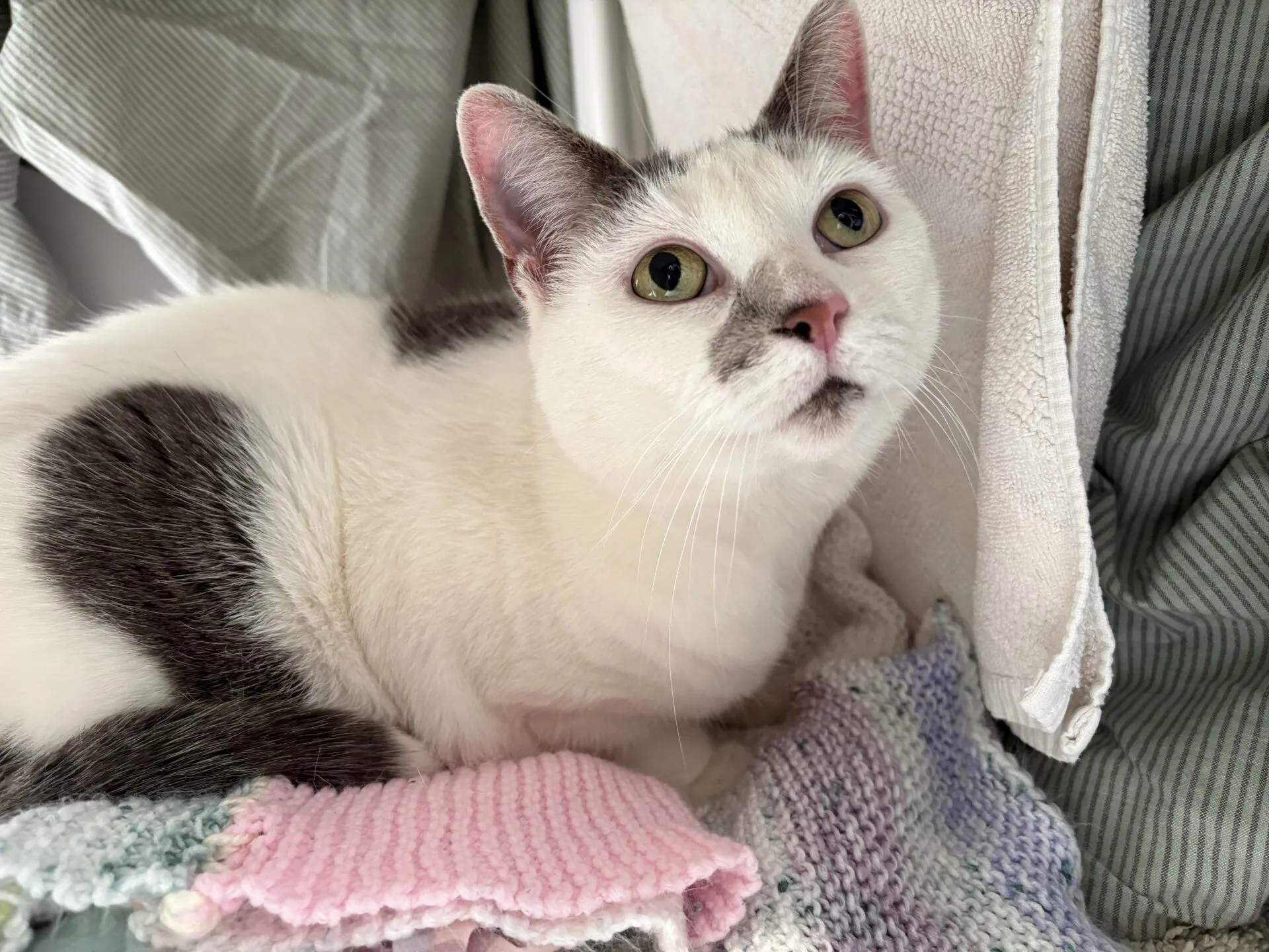 A white cat with black spots and green eyes rests on a pastel knitted blanket, looking upward with curiosity. Soft fabrics and gentle lighting create a cosy atmosphere.
