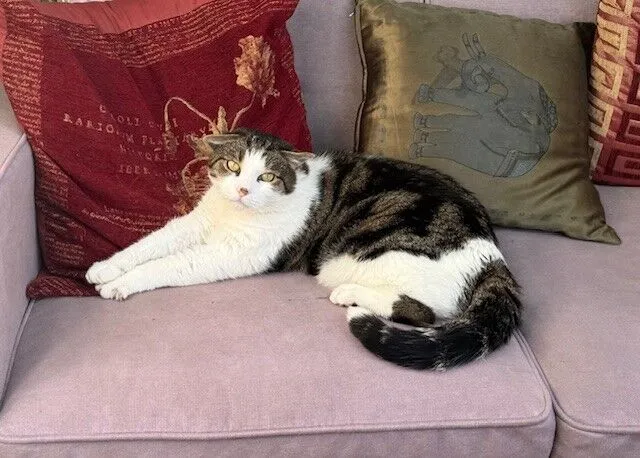 A white and tabby domestic short hair cat is lying on a pale pink sofa, resting its front paws on a red decorative pillow. The relaxed cat gazes slightly upward, surrounded by other patterned pillows.
