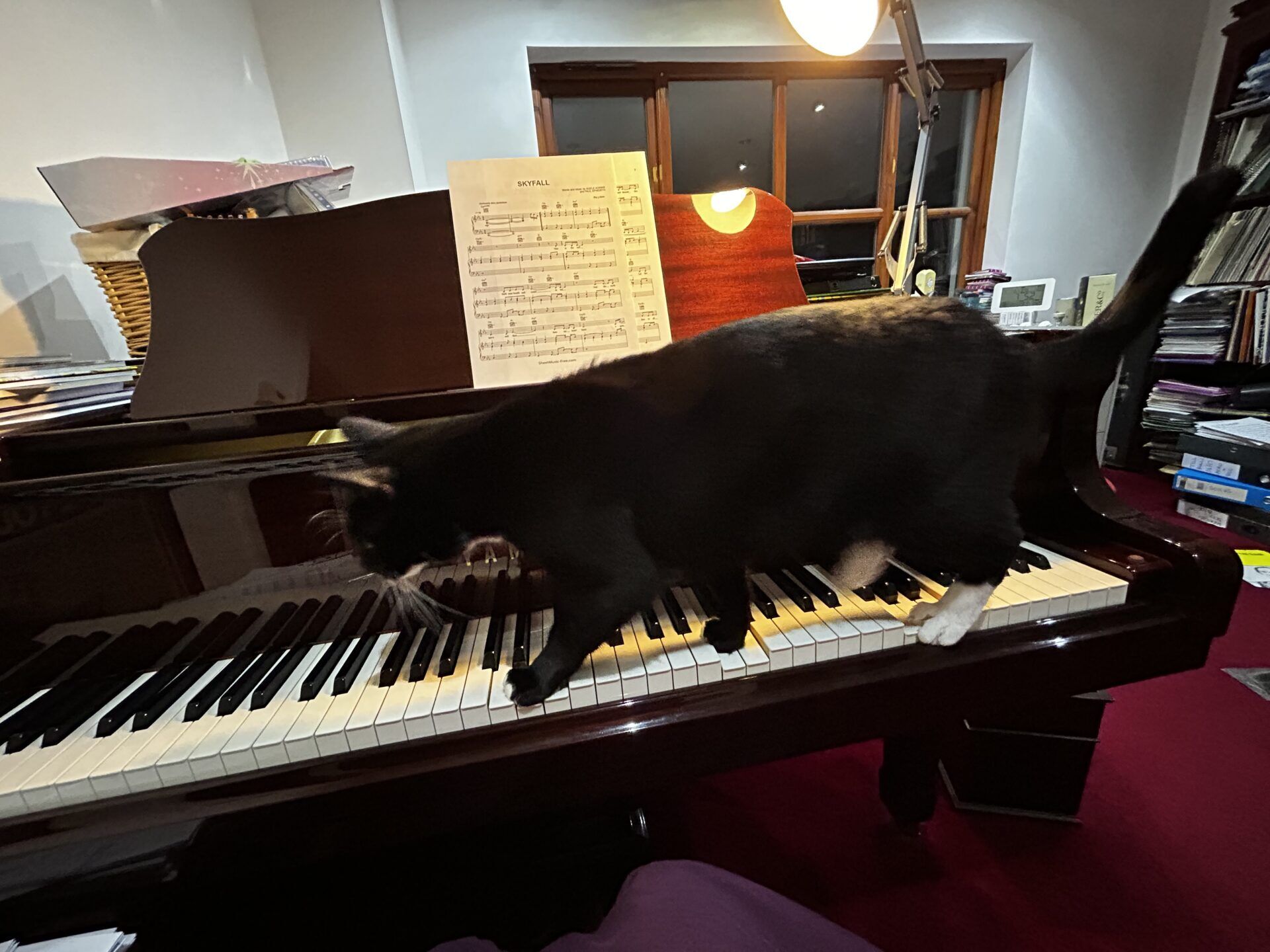Toulouse, the domestic short hair cat, walks across the keys of a grand piano, with sheet music on the stand and a lamp illuminating the cozy room lined with shelves and books.