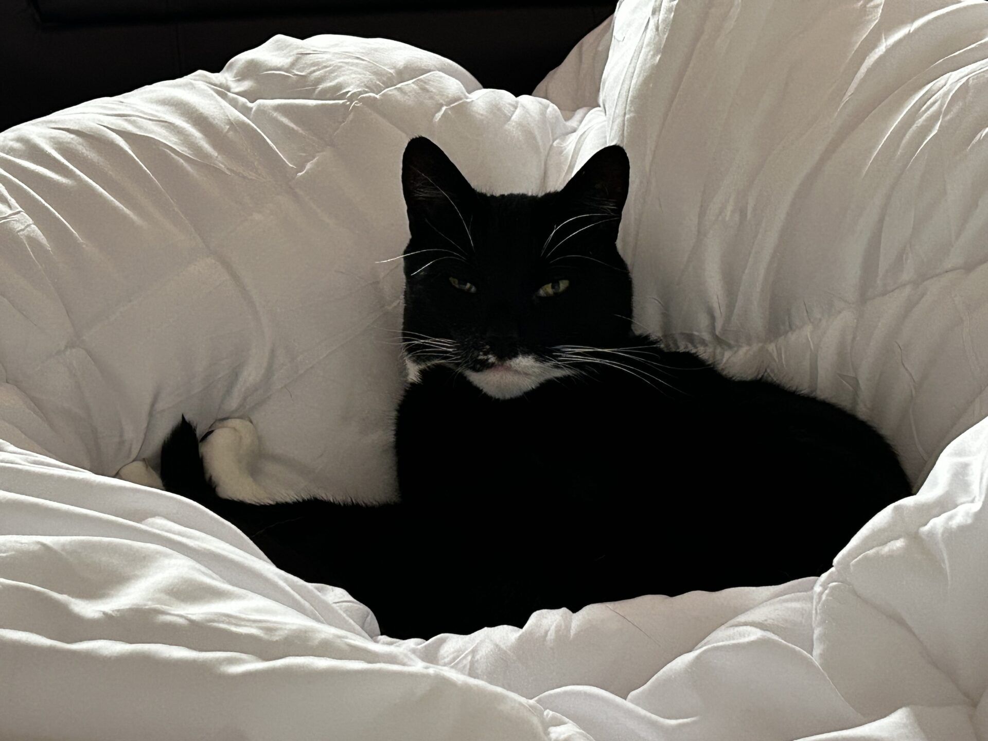 A black and white cat is curled up and resting on a fluffy white comforter, looking relaxed and cozy.