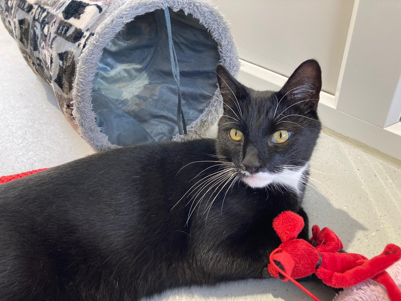 A domestic short hair black and white cat with yellow eyes lies on the floor near a fabric tunnel, resting its head on a red plush toy.