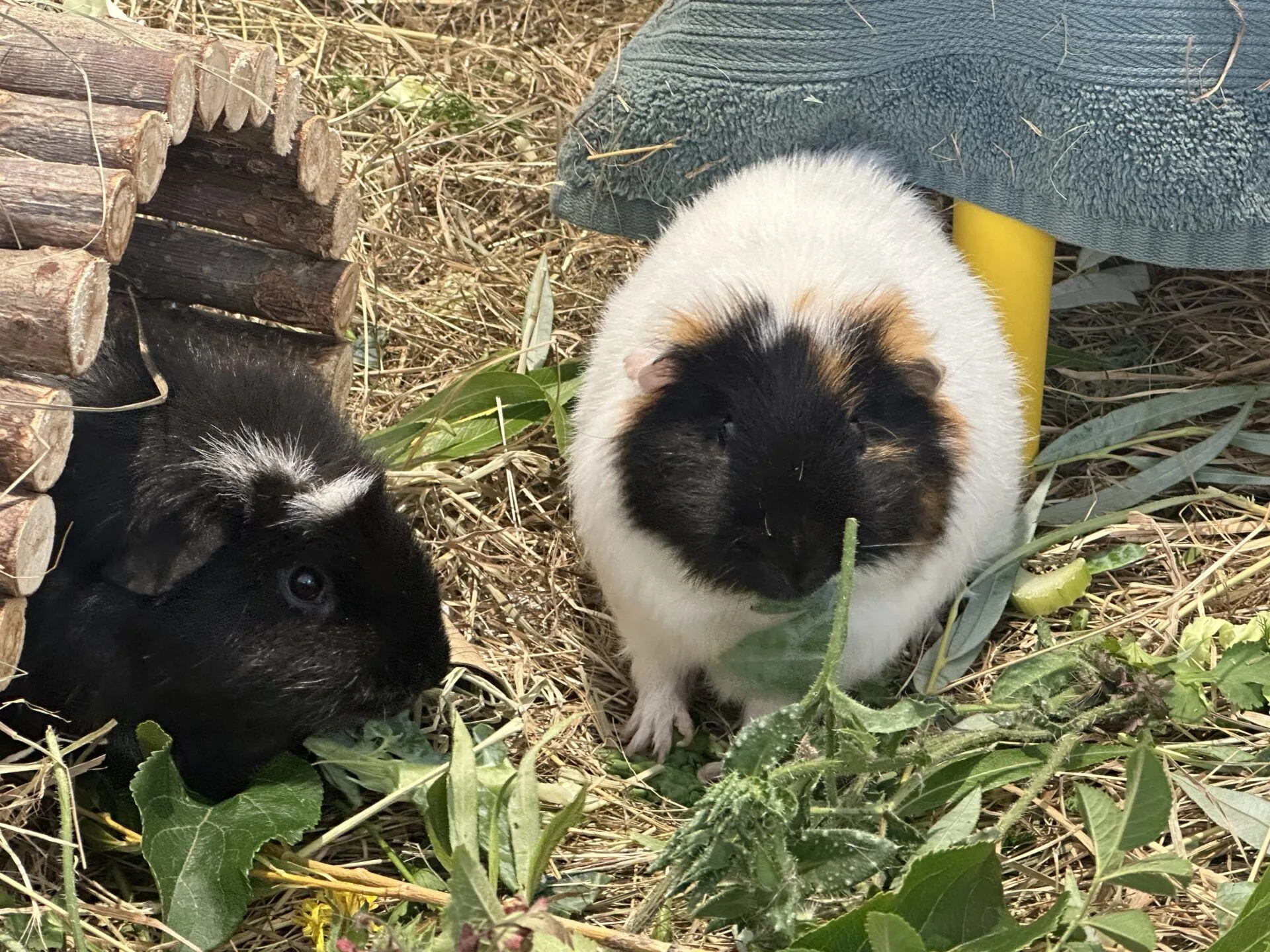 Two adorable guinea pigs, one black and one white with brown and black patches, munch on leafy greens atop hay. The black guinea pig rests by a wooden shelter, while the other lounges near a green plastic structure.
