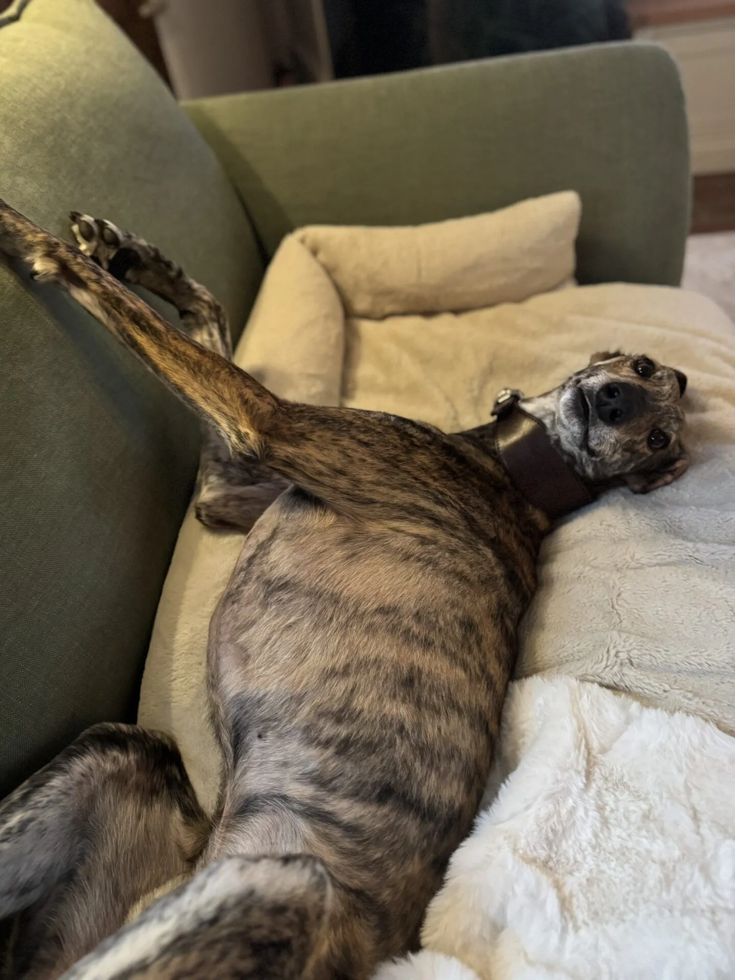 A brindle greyhound lies on its back on a green couch with a cream-colored blanket, looking up at the camera with its front legs stretched out and a relaxed expression.