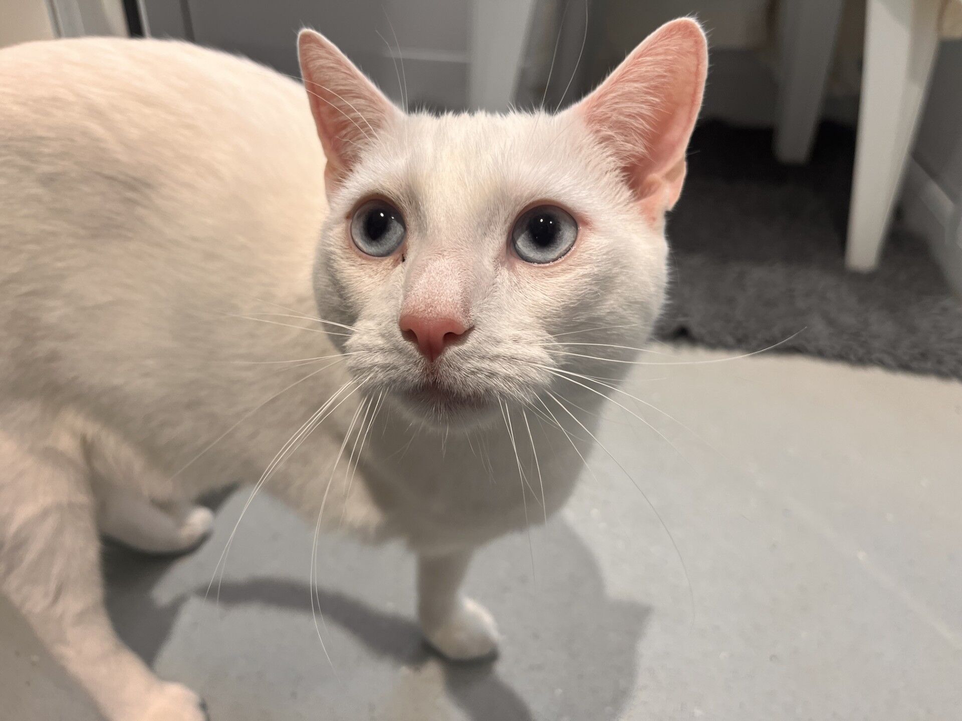 A white cat with striking blue eyes stands on a light-colored floor, looking up attentively. Its ears are pointed and its pink nose is prominent. The background includes part of a rug and some furniture.