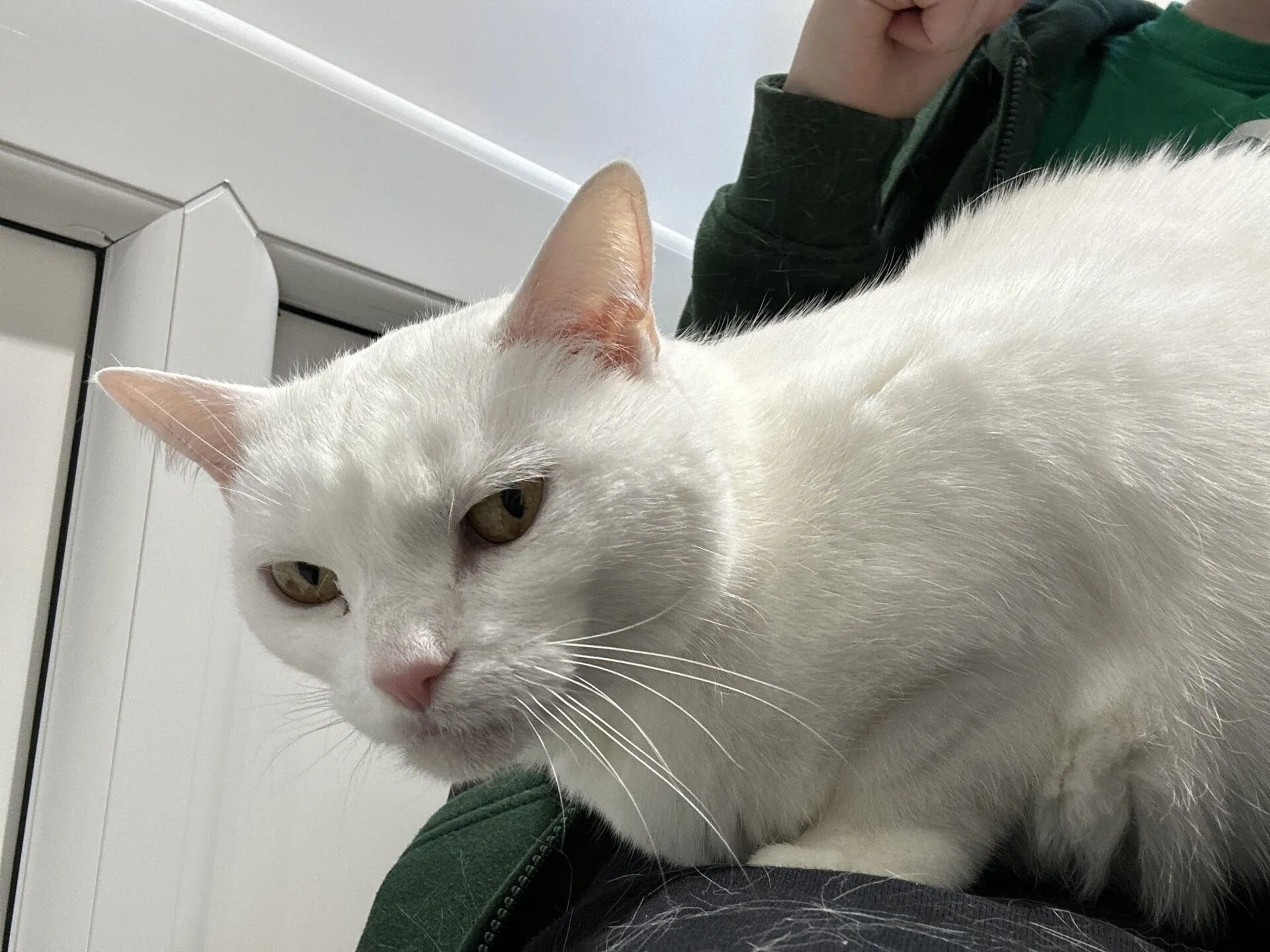 A white cat with pale yellow eyes lies on someone's lap, looking slightly to the side. The person is wearing a green shirt and dark trousers with some white fur visible on them.
