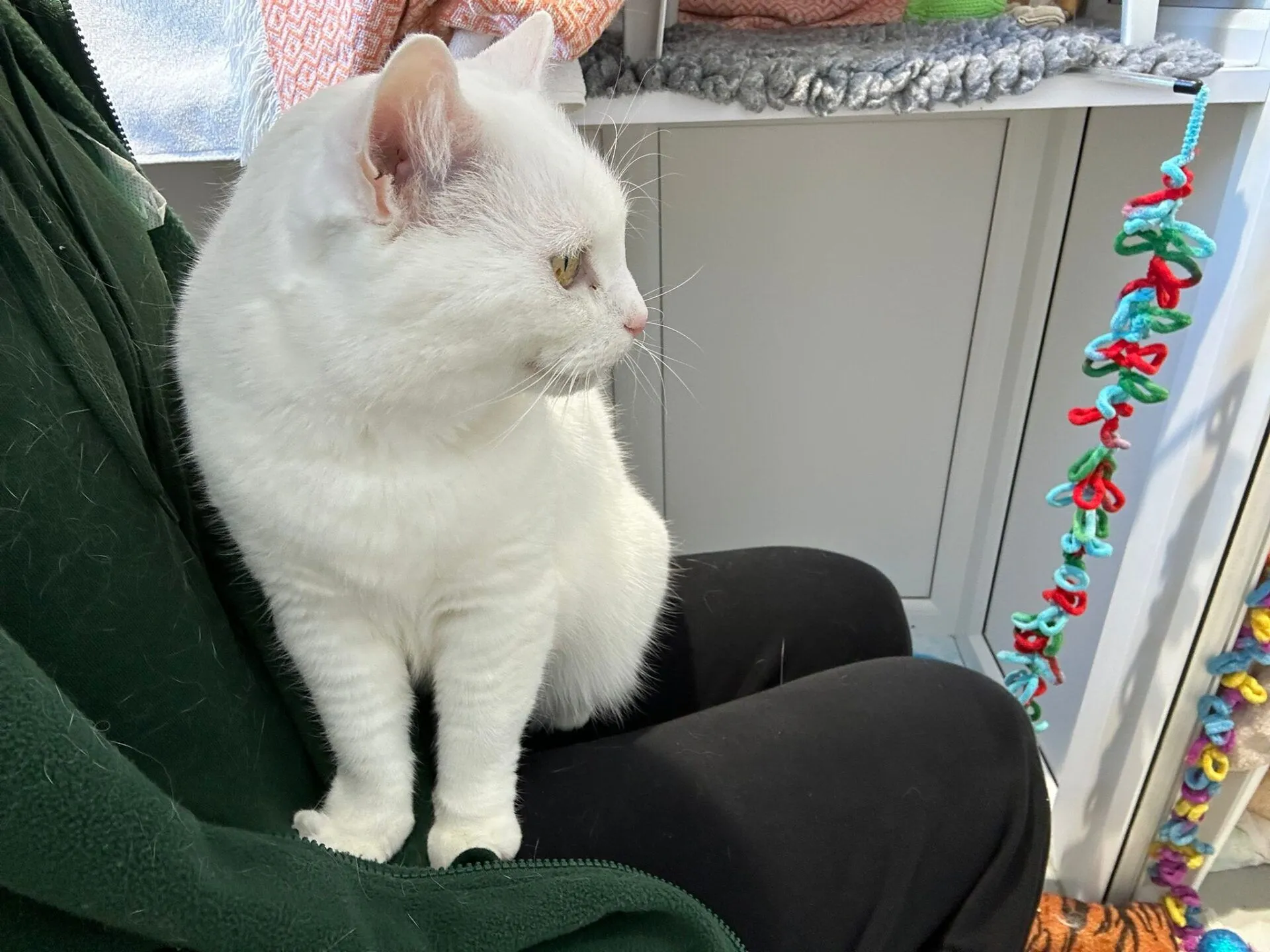 A white cat with green eyes sits on a persons lap, looking to the side. The person wears dark pants and a green fleece. Colorful yarn and textiles are visible in the background.