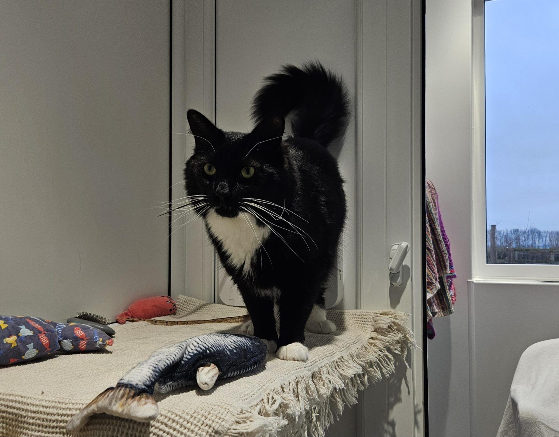 A black and white cat with white paws and chest stands on a beige textured surface next to a plush fish toy. The cat looks alert, and there is a window in the background letting in natural light.