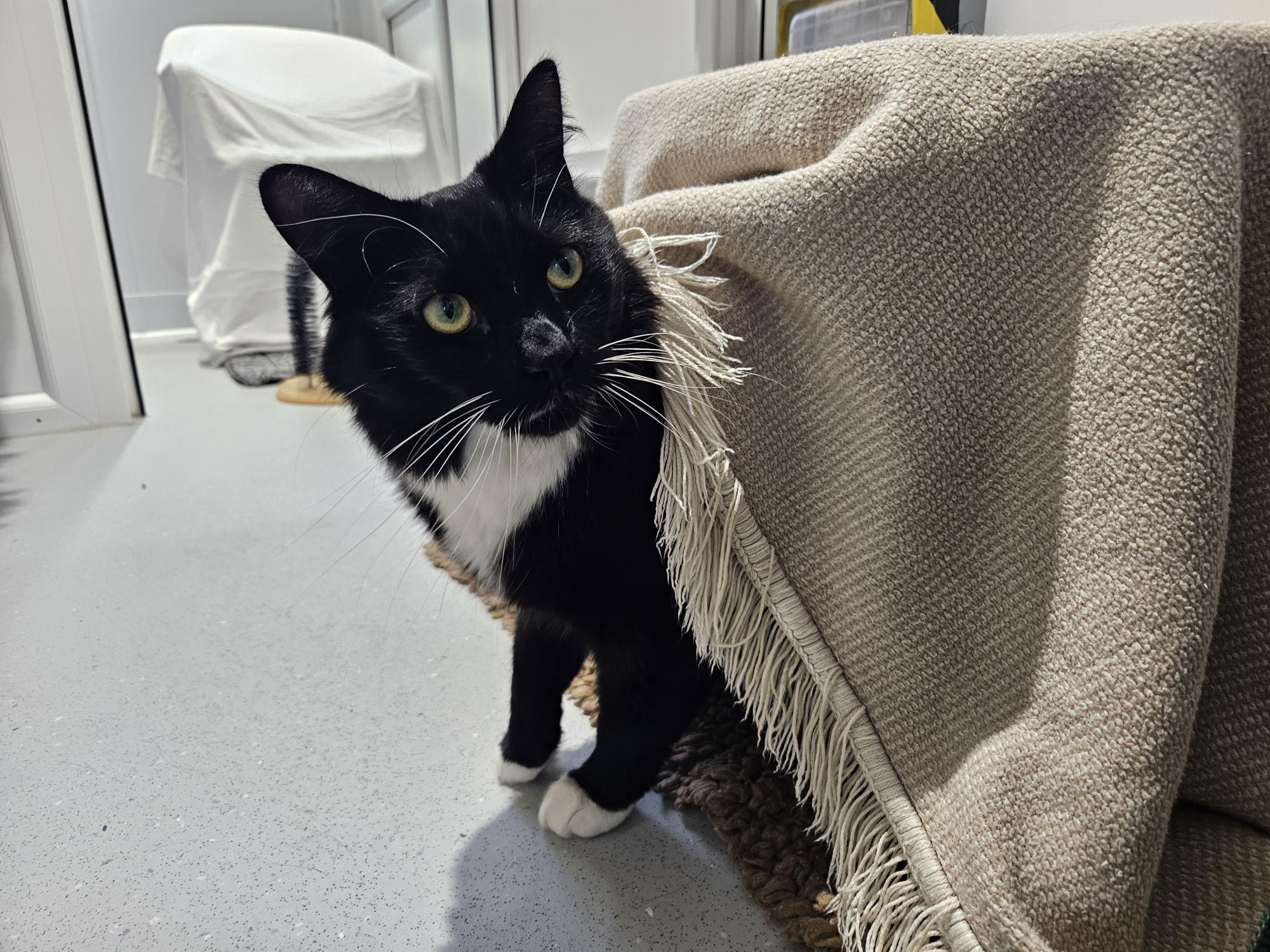 A black and white cat with green eyes peeks out from under a beige fringed blanket in a bright room, with another piece of covered furniture visible in the background.