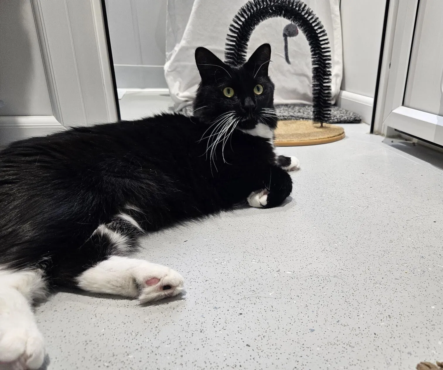 A black and white cat with white paws and long whiskers lies on a light gray floor, looking up. Behind the cat is a scratching post with a black bristle arch and a white fabric backdrop.