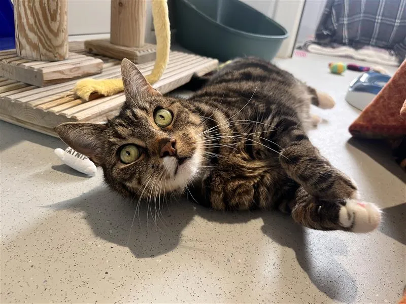 A tabby cat with green eyes lies on its side on a light-coloured floor, looking up at the camera. Cat toys and a scratching post are visible in the background.