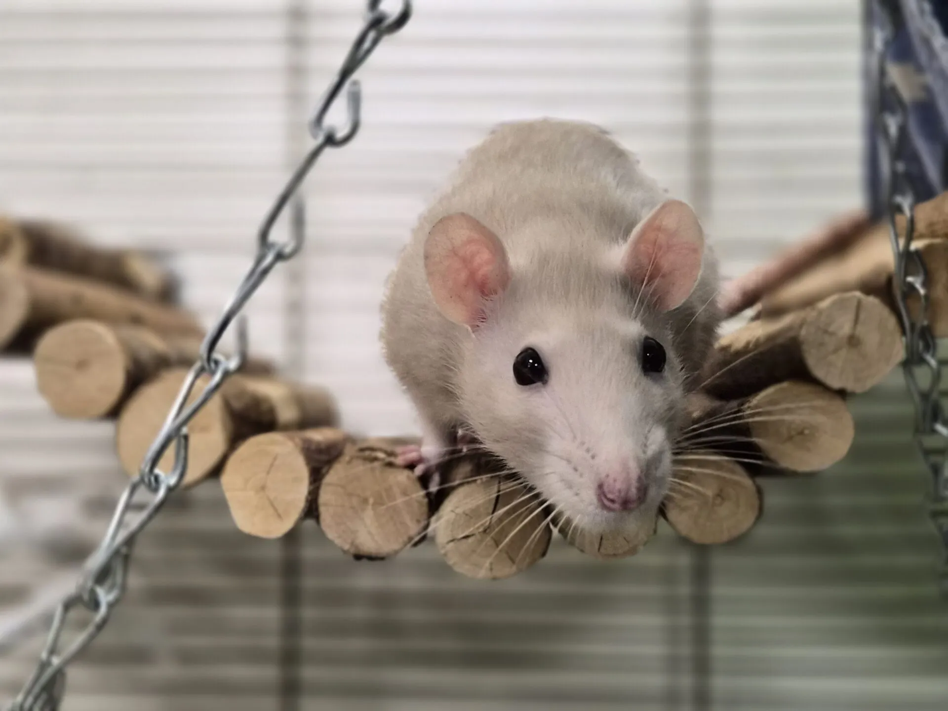 A light-colored rat with large ears and dark eyes sits on a wooden bridge made of logs, inside what appears to be a cage with a blurred background.