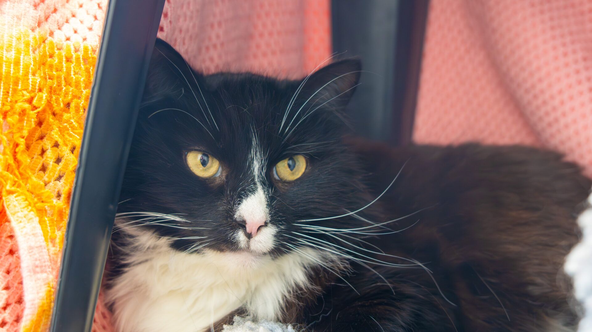 A black and white cat with yellow eyes lies comfortably under a pink blanket, looking directly at the camera. Its long whiskers and soft fur are prominent in the close-up image.