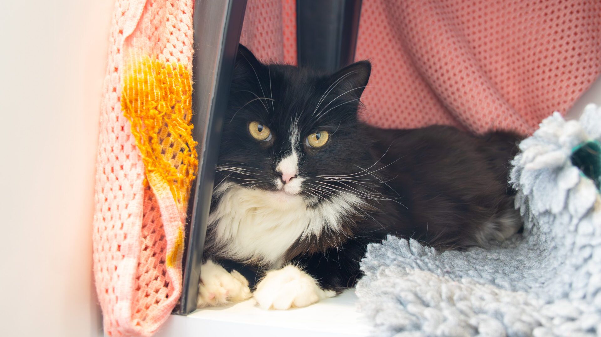 A black and white cat with yellow eyes lies inside a cosy space, surrounded by a pink knitted blanket and a grey furry mat, looking directly at the camera.