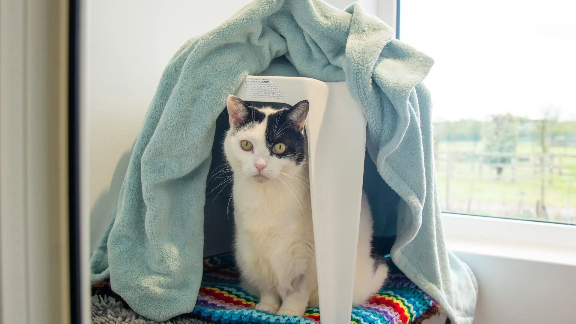 A white cat with black markings sits under a light blue blanket draped over a white chair, creating a cosy tent on a colourful crocheted mat by a window.