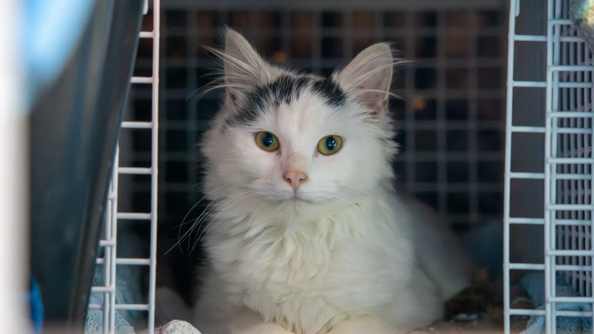 A fluffy white cat with black markings on its head sits inside a metal cage, looking directly at the camera. The lighting is soft and the background is out of focus.