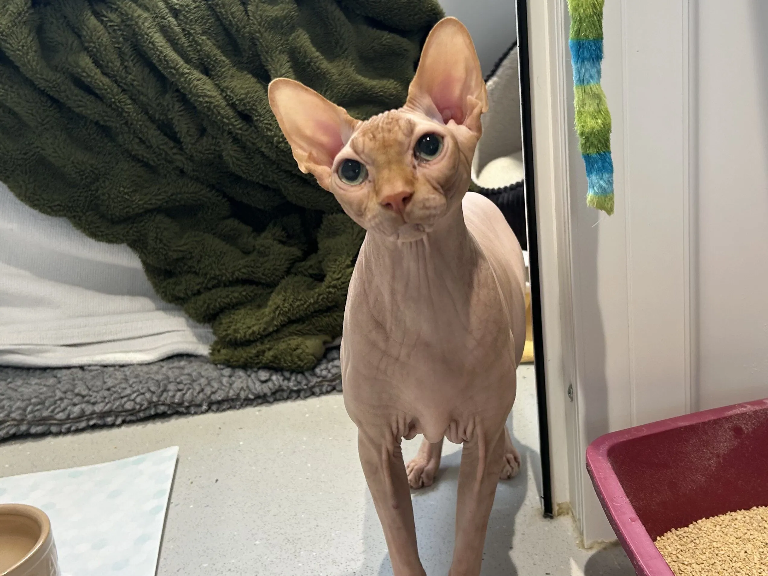 A hairless Sphynx cat with large ears stands on a grey floor, looking up. A green blanket, cat bed, food dish, and litter tray are visible in the background.