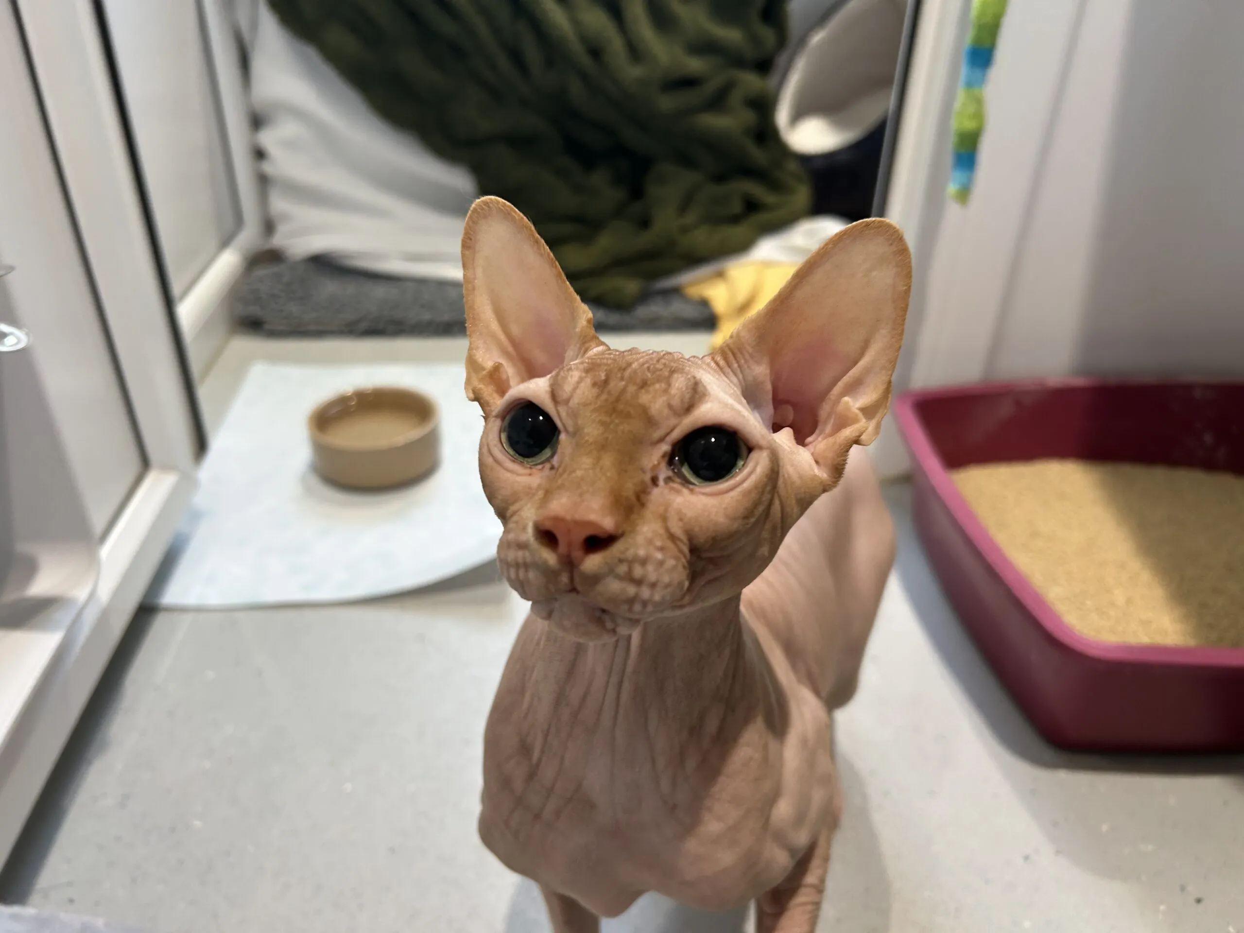 A hairless Sphynx cat with large ears and wrinkled skin looks up, standing near a red litter tray, a small brown bowl, and a green blanket in a cosy indoor setting.