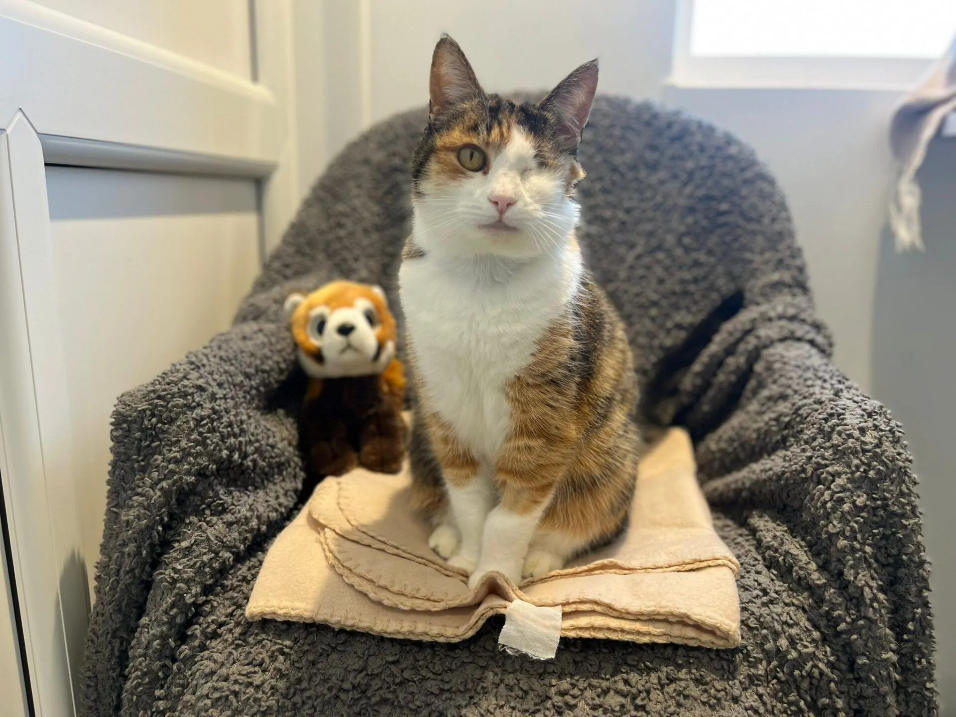 A one-eyed calico cat sits on a folded beige blanket atop a grey armchair. Next to the cat is a small plush red panda toy. Soft light enters from a window in the background.