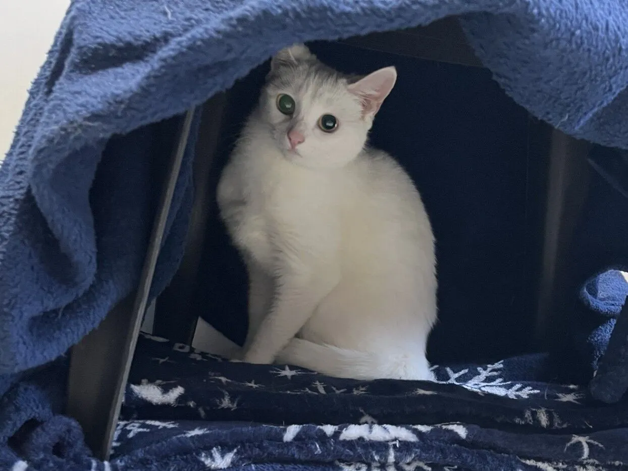 A white cat sits inside a cosy hideout made from a dark blue blanket draped over a structure. The cat looks at the camera with wide, curious eyes.