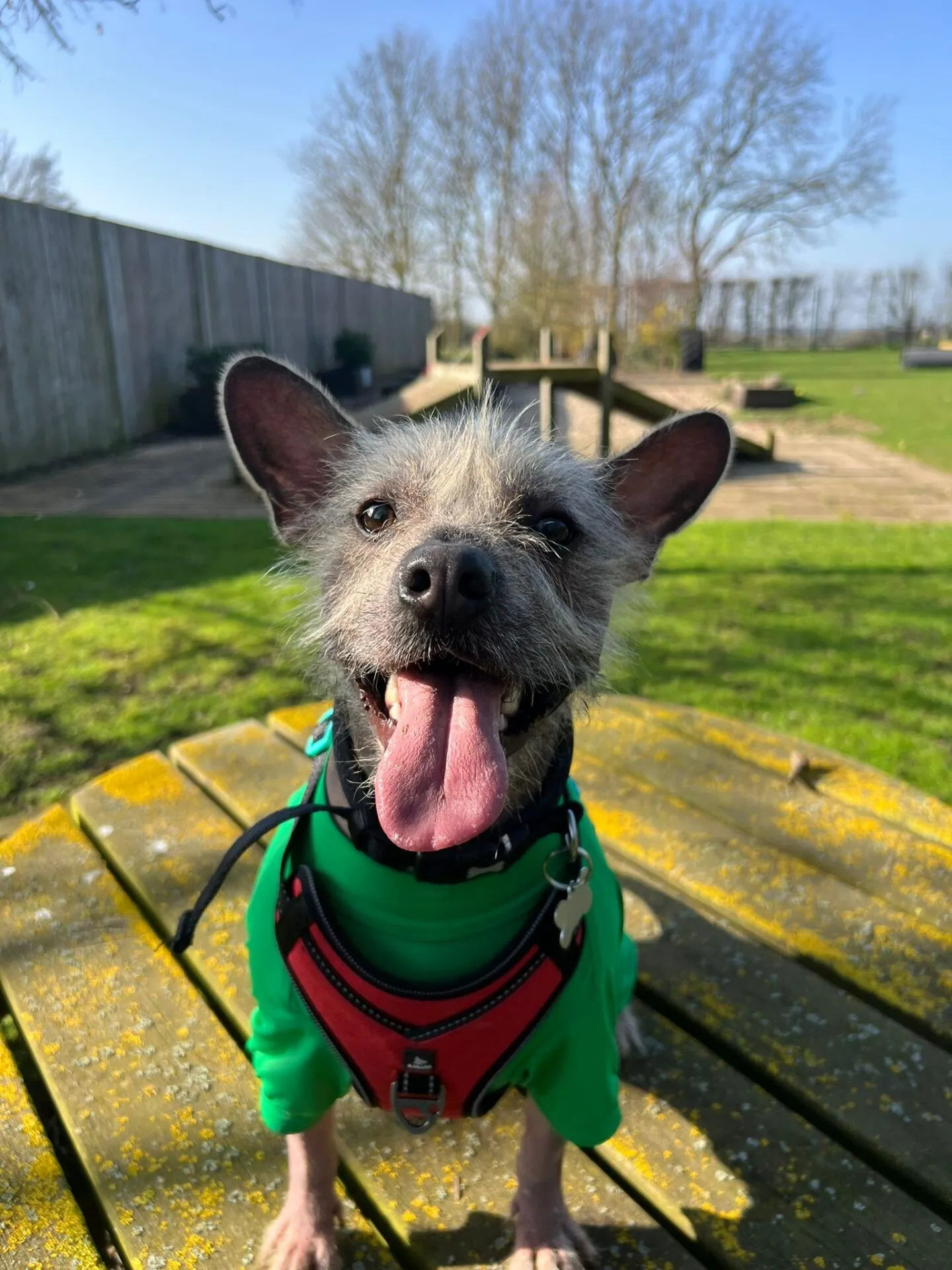 A happy Chinese Crested cross with a scruffy grey coat, wearing a green shirt and red harness, sits on a yellow picnic table outdoors with its tongue out. The background features grass, trees, and a wooden fence on a sunny day.