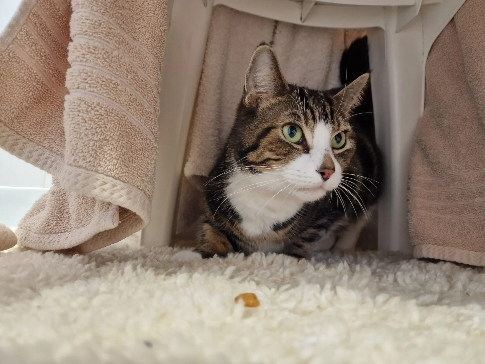 A tabby cat with green eyes crouches on a fluffy white rug under a chair draped with beige towels, looking to the side. A small piece of kibble is on the rug in front of the cat.