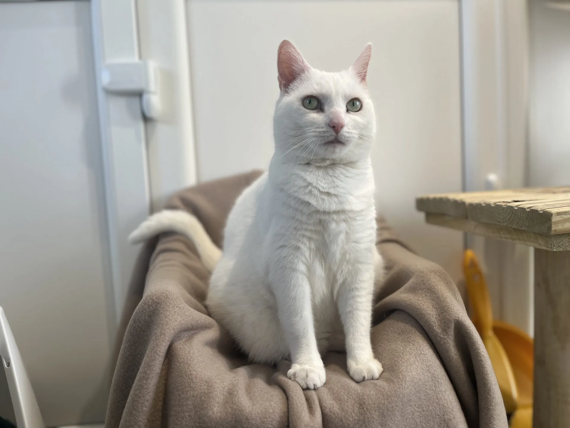 A white cat with green eyes sits upright on a beige blanket draped over a chair, looking slightly to the side. The background includes a white door and a wooden table.
