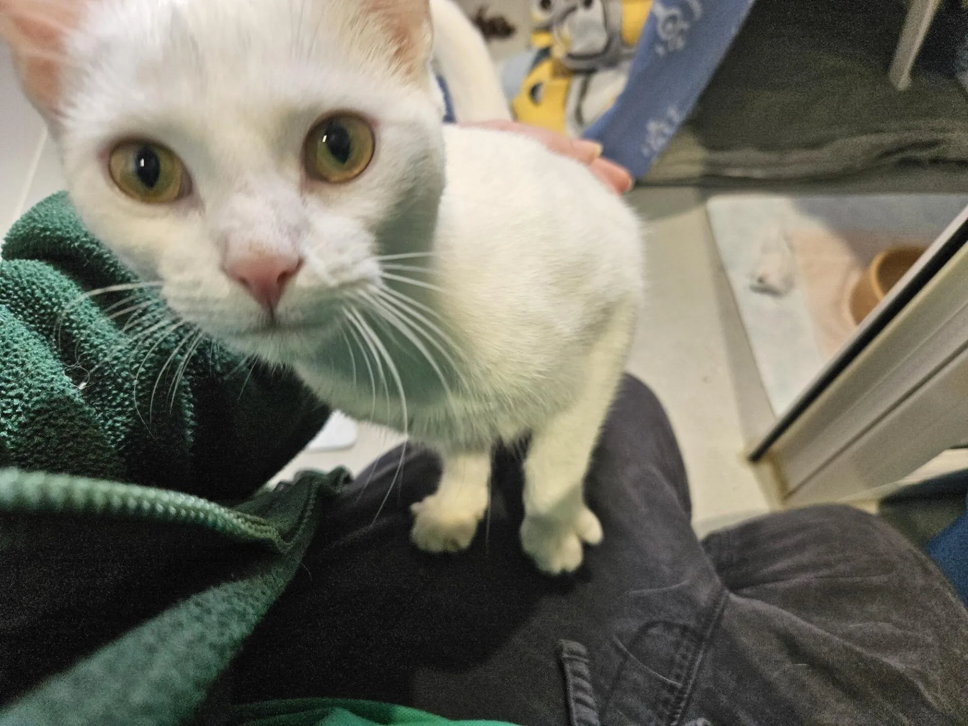 A white cat with wide yellow eyes stands on a person’s lap, looking directly at the camera. The person is wearing dark trousers and a green jacket. The background shows pet supplies and a litter tray.