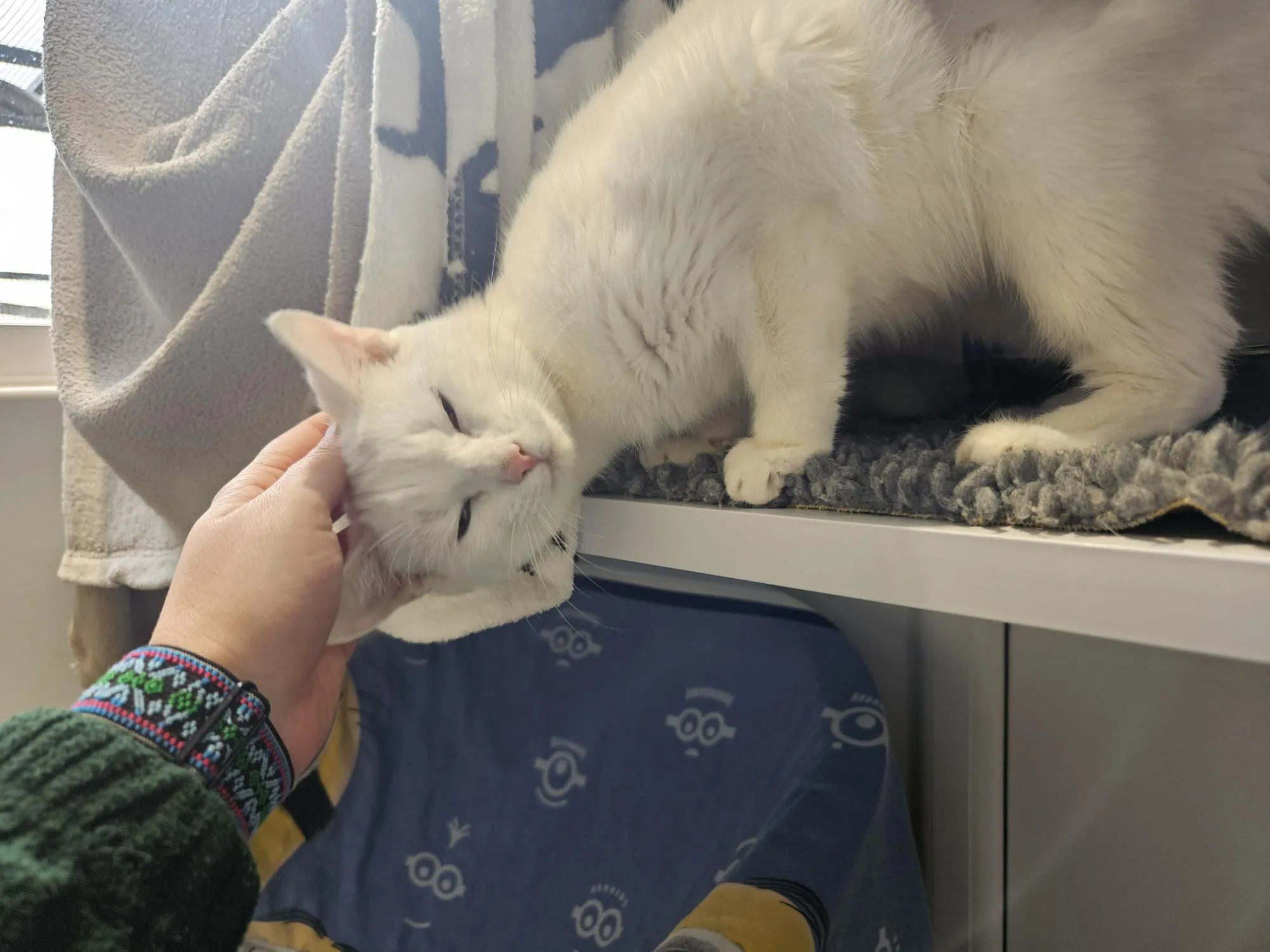 A white cat rubs its head affectionately against a person's hand, enjoying being stroked. The cat stands on a soft surface, with blankets and a blue towel with Minion designs in the background.