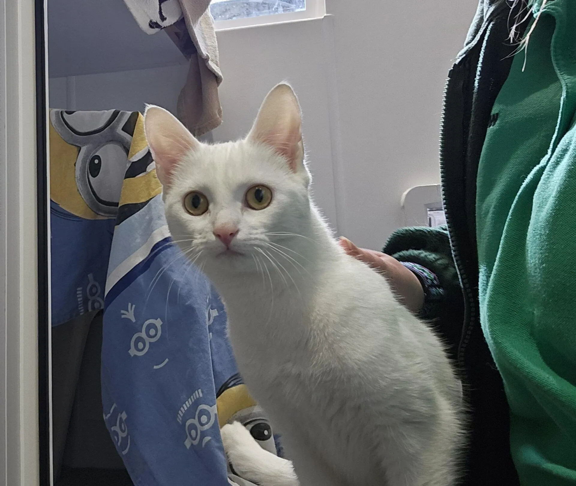 A white cat with yellow eyes stands next to a person in a green jacket. In the background, there is a blue blanket with Minions from Despicable Me printed on it.