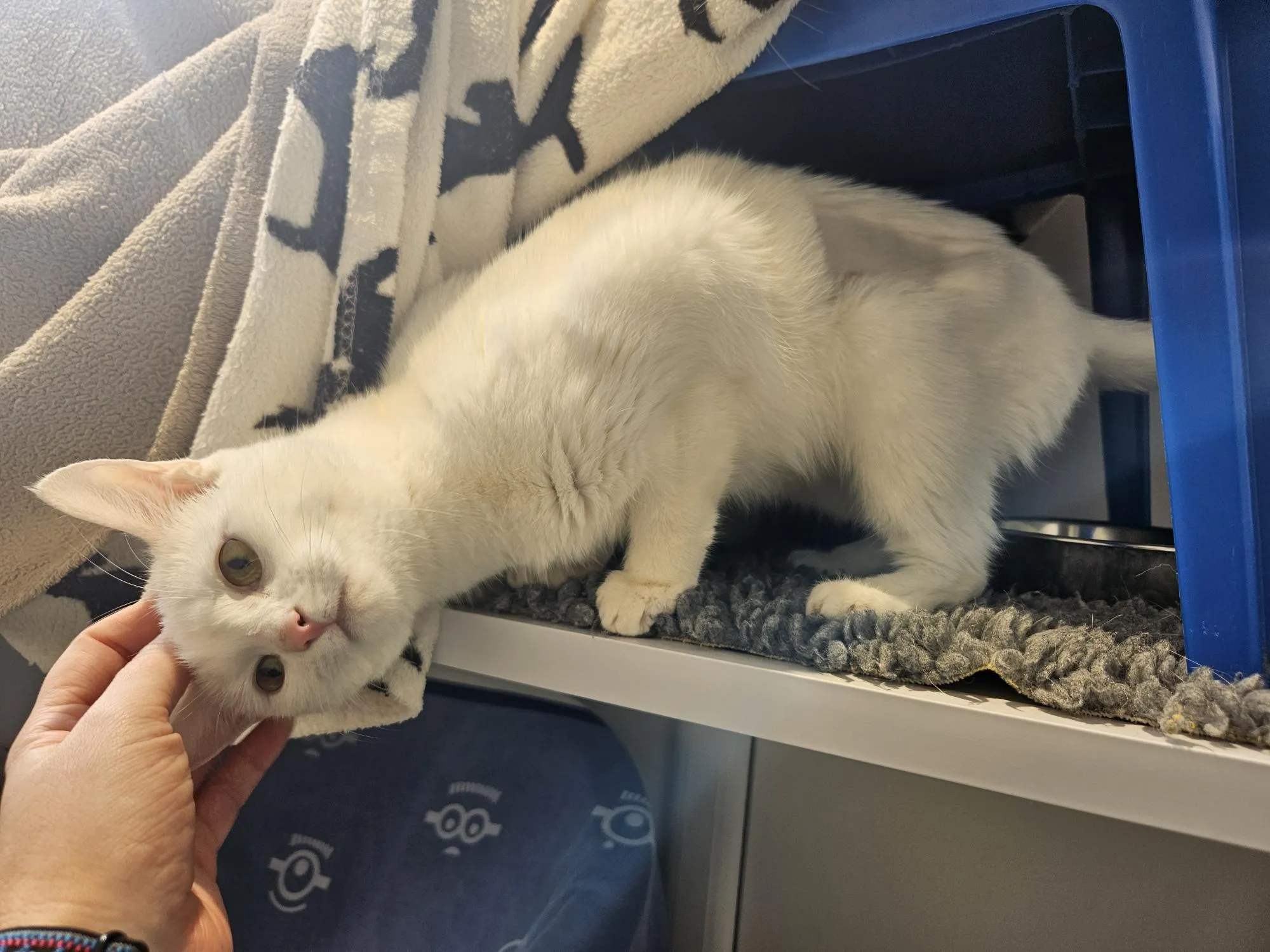 A white cat with green eyes stands partly inside a cubby, leaning out and tilting its head as a person gently strokes its head. The cat is on a soft mat with a blanket draped above.