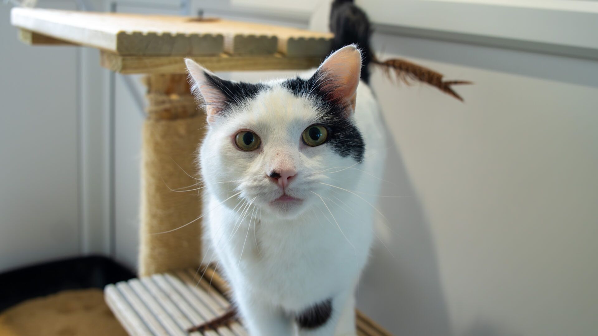 A white cat with black spots on its ear and around one eye stands on a cat tree, looking directly at the camera with a curious expression. A scratching post and feather toy are in the background.