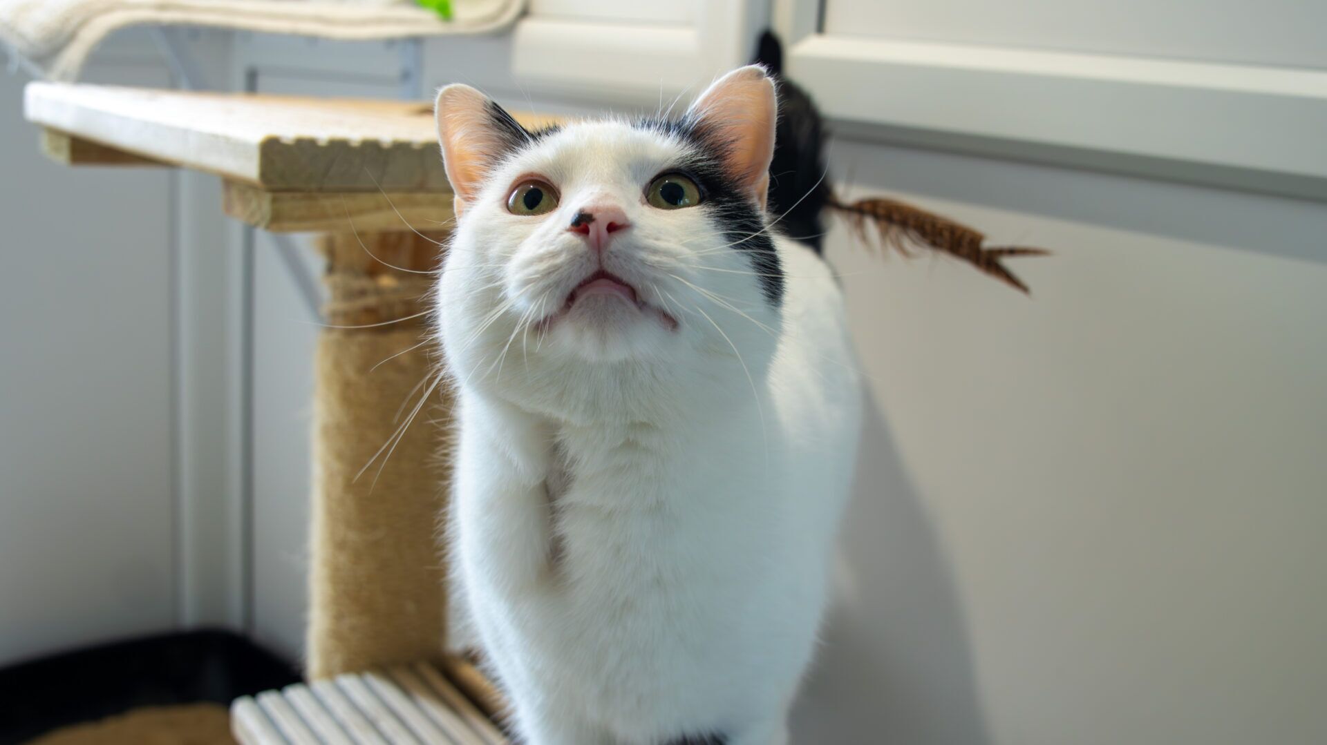A white cat with black markings looks up with wide eyes, standing near a scratching post indoors. Its ears are perked, and a feathery cat toy is visible behind it.