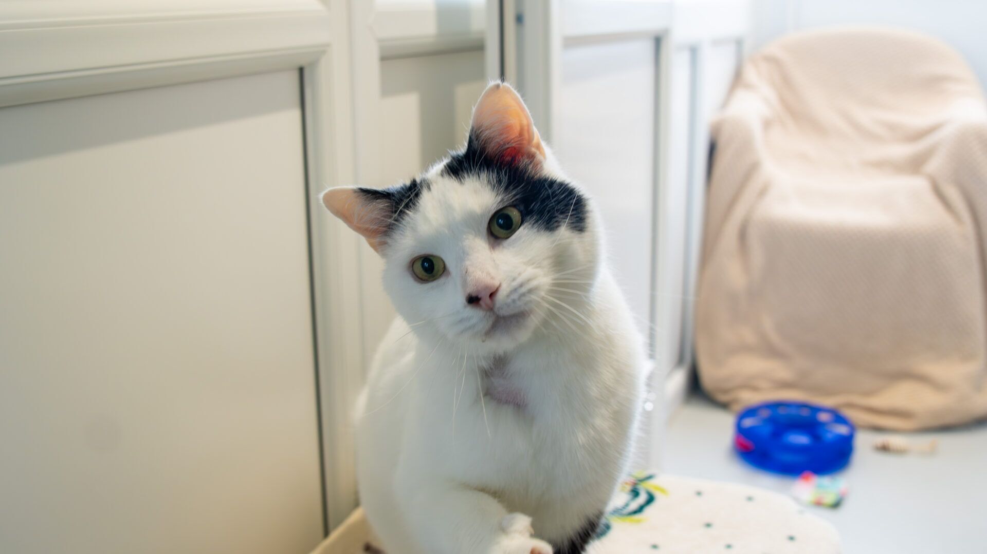 A white cat with black spots on its head tilts its head to the side, sitting indoors near white walls. A blue toy and a beige-covered chair are visible in the background.