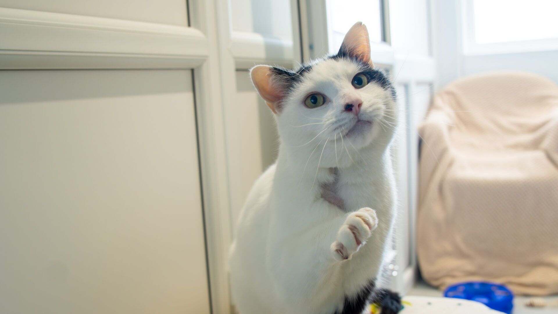 A white cat with black spots raises its paw while looking up, standing indoors near light-coloured cupboards and a beige chair covered with a blanket.