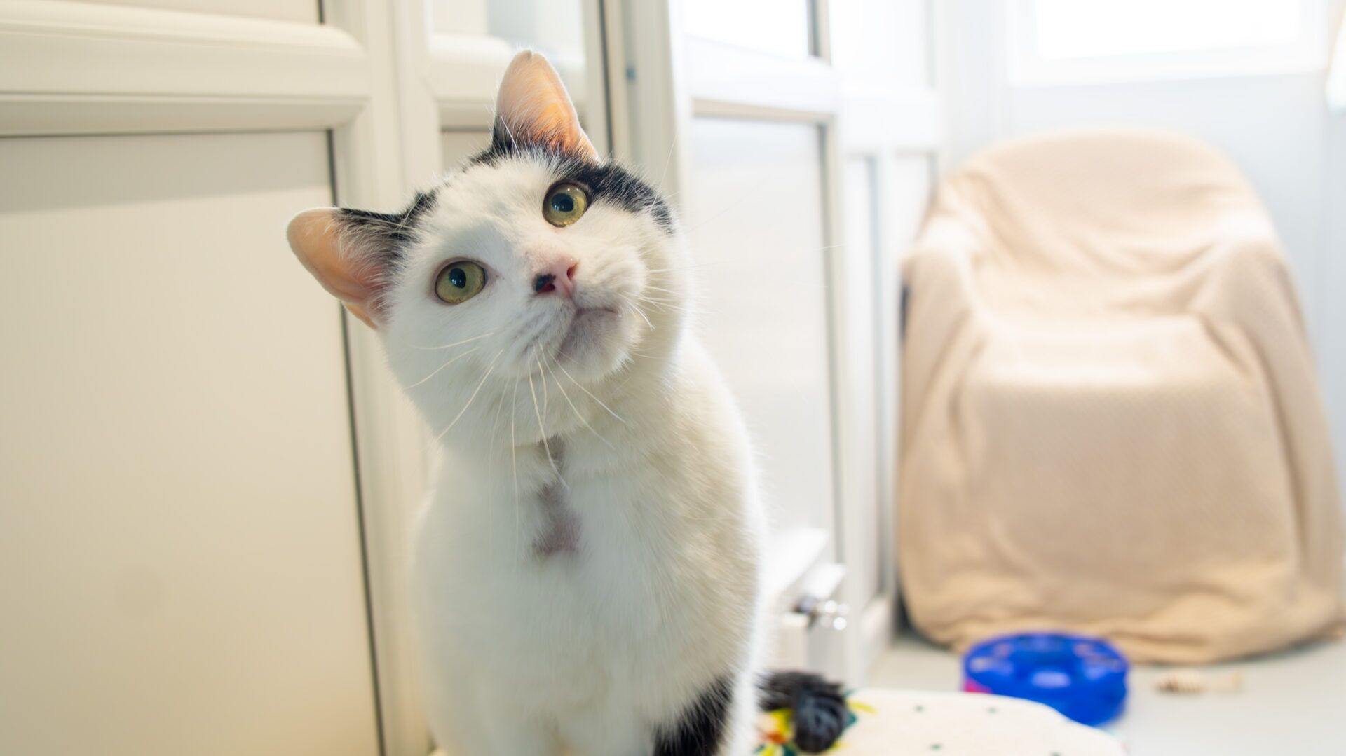 A black and white cat with green eyes tilts its head curiously inside a bright room. In the background, a beige chair is covered with a blanket and a blue bowl is on the floor.