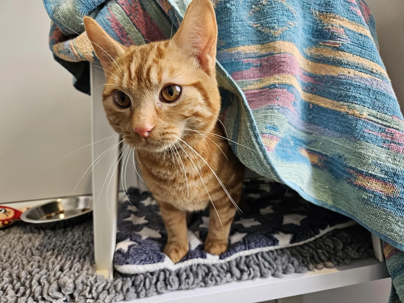 An orange tabby cat with large amber eyes stands partially under a colourful blanket draped over a structure, with a food bowl and textured grey mat nearby.