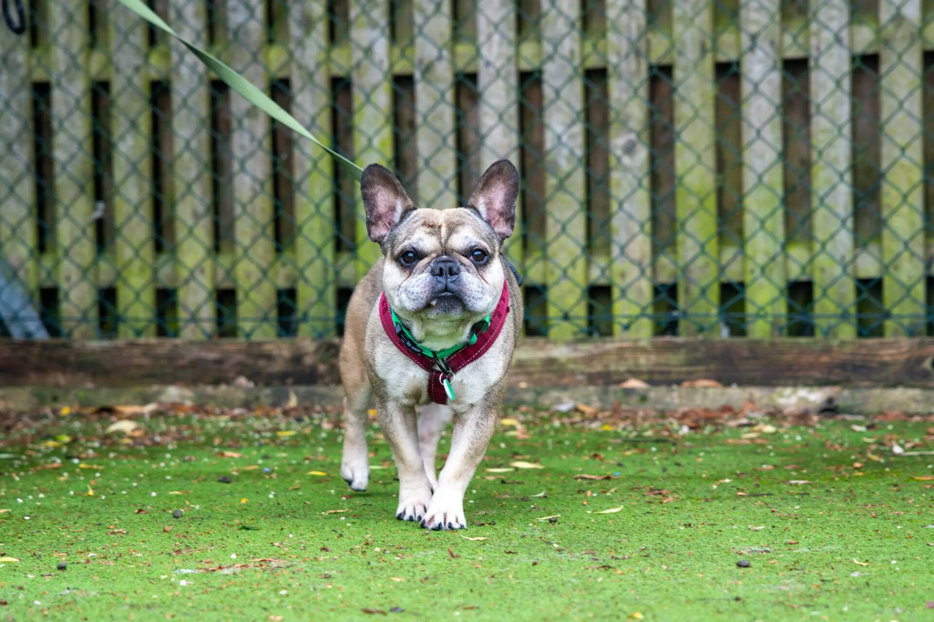 A tan and white French Bulldog on a green lead walks on mossy ground, wearing a red harness, with a wire fence and wooden slats in the background.