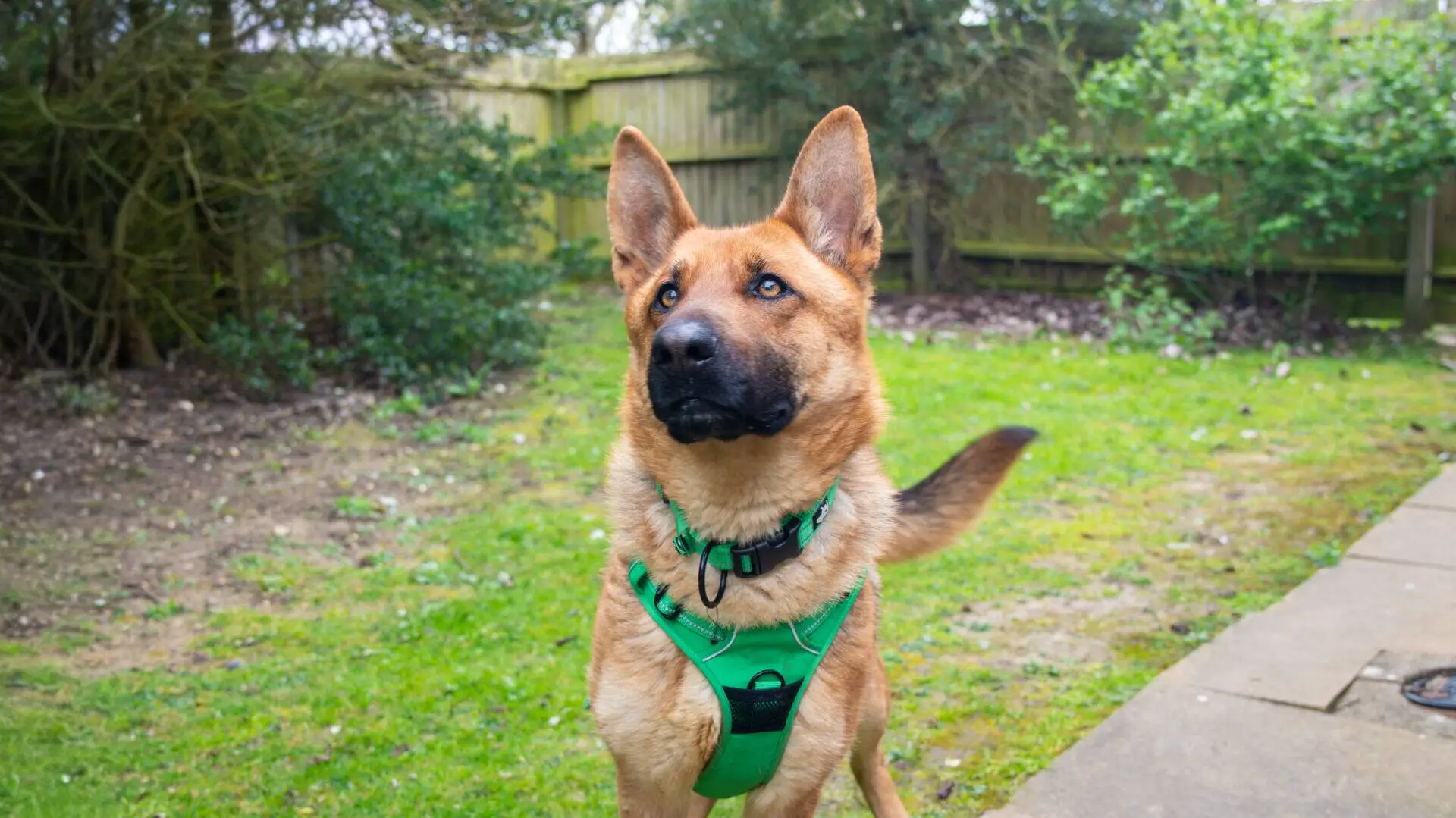 A German Shepherd dog wearing a green harness stands on grass with its ears pricked up and tail partially raised.
