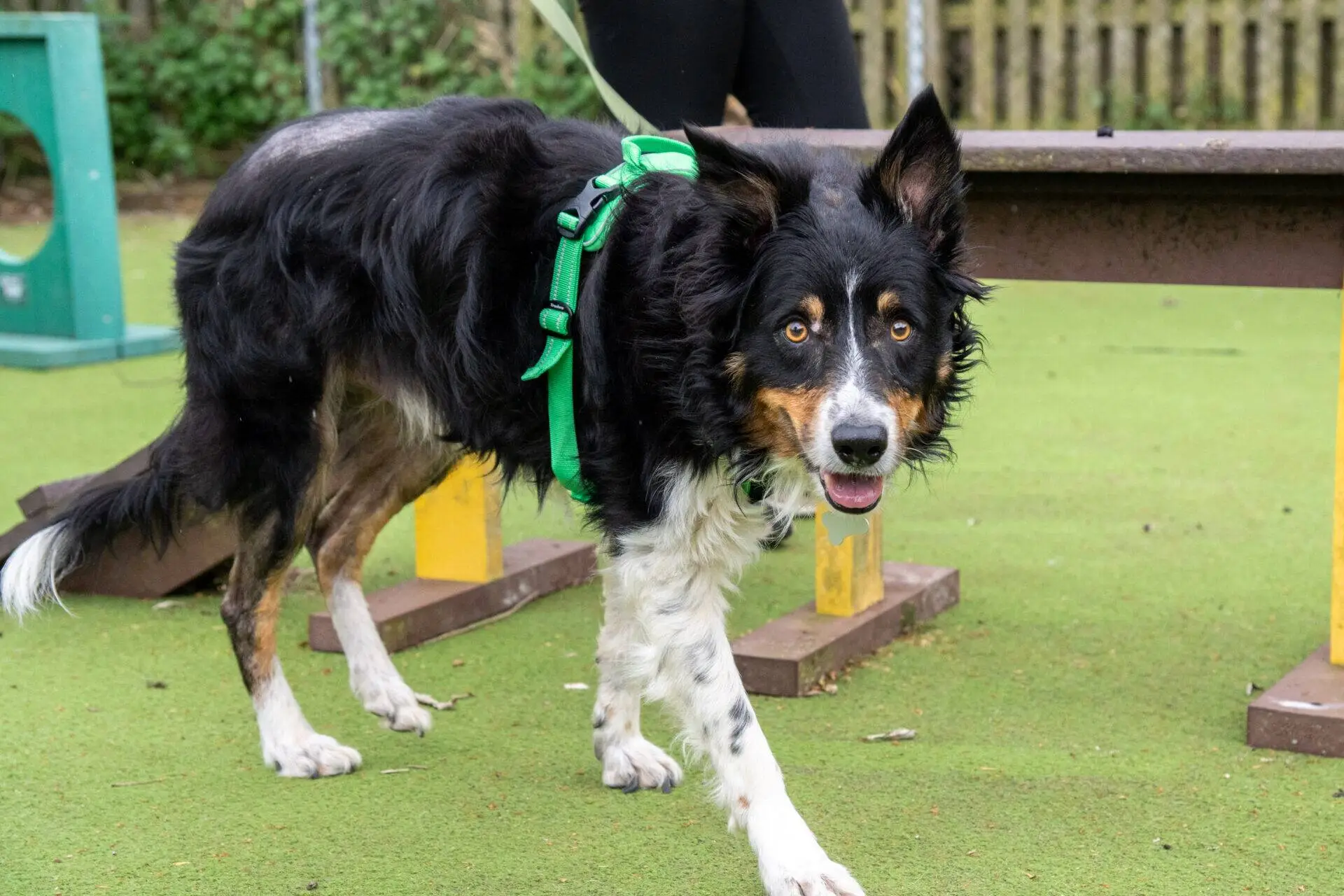 A black, white, and brown Border Collie wearing a green harness walks on artificial grass near an agility obstacle, looking towards the camera. A person stands nearby, partly visible.